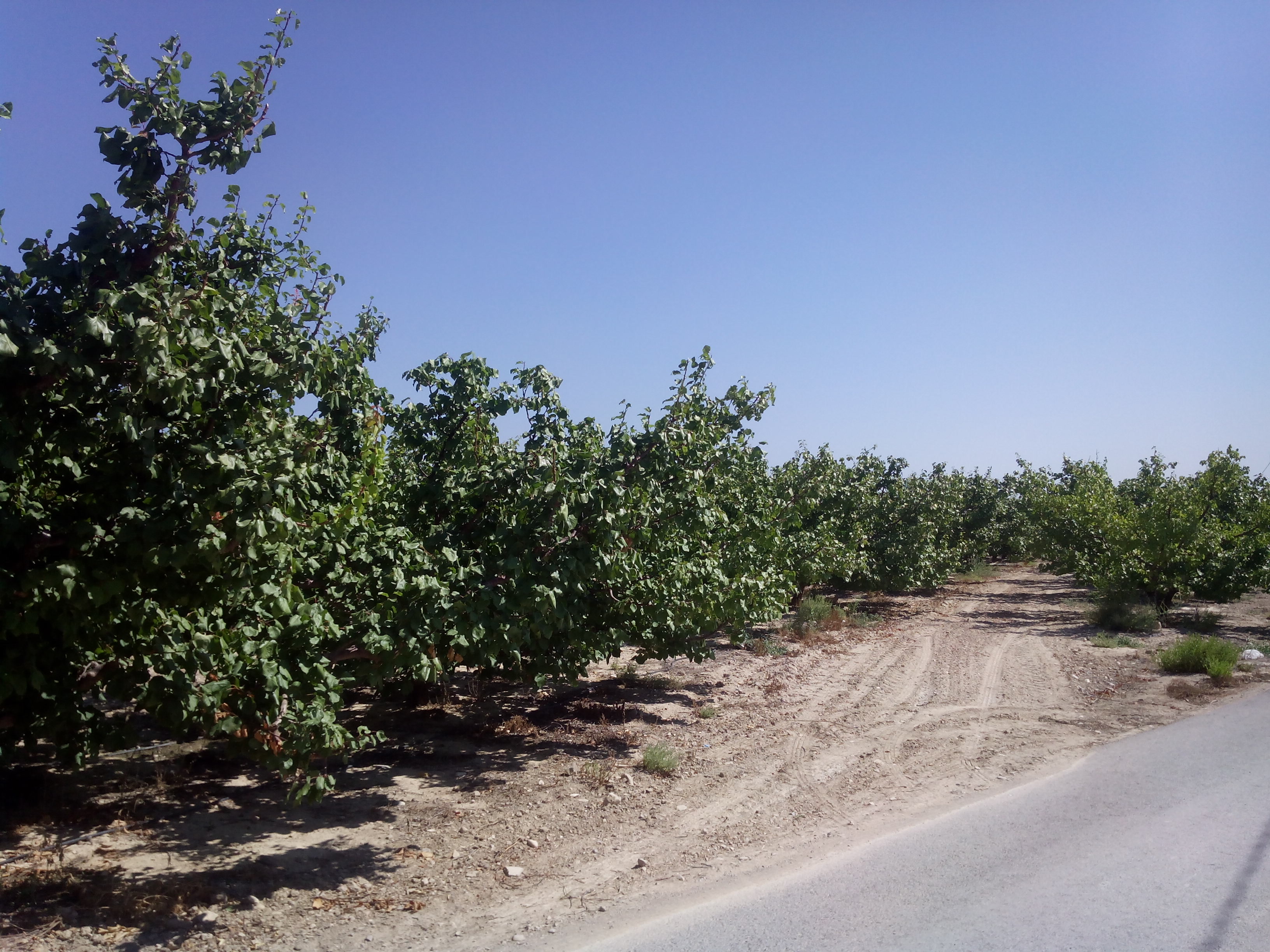Finca de albaricoqueros