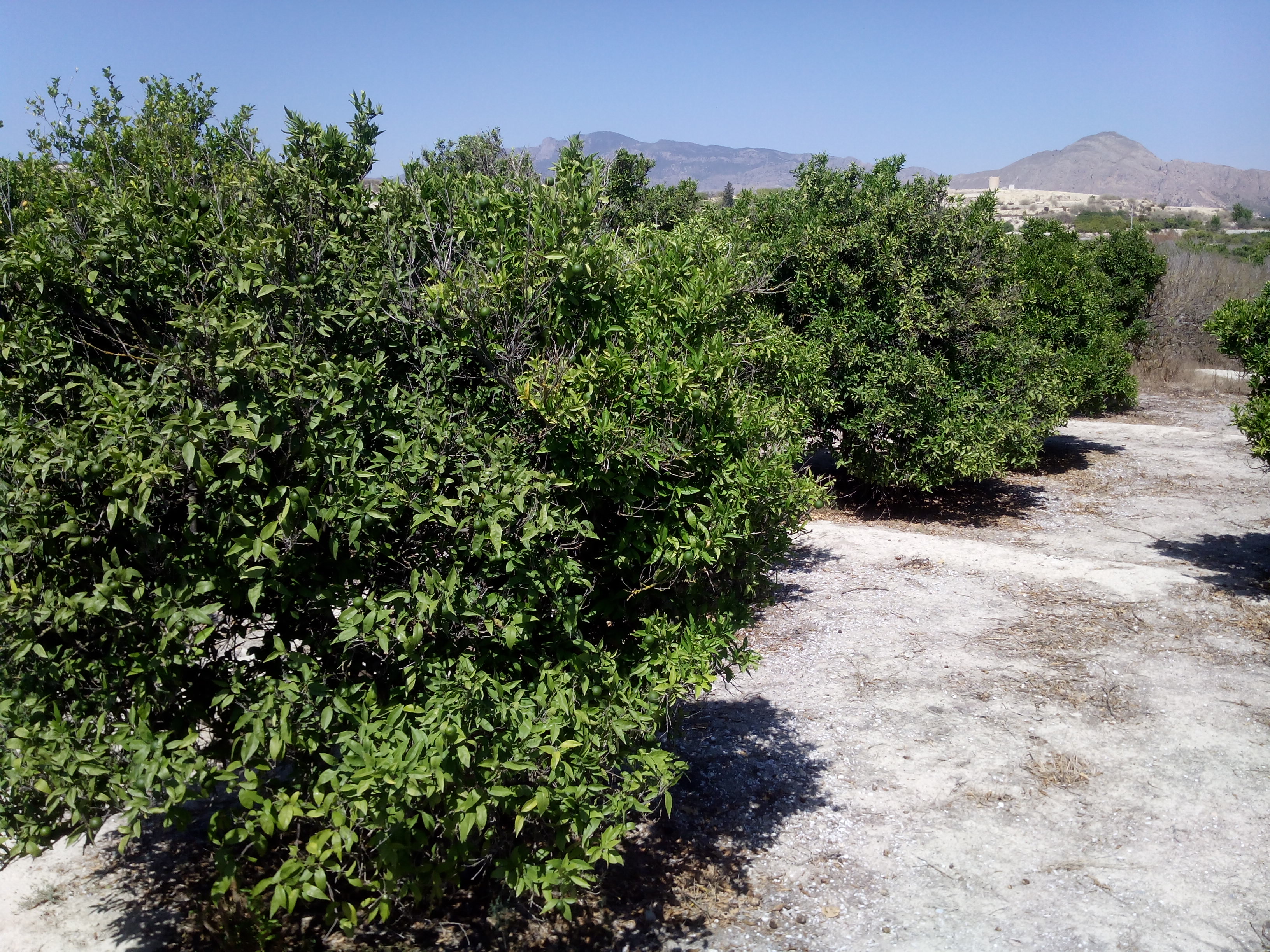 Limoneros